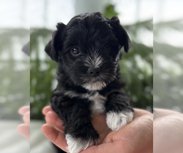 Medium Photo #6 Morkie Puppy For Sale in ROCK STREAM, NY, USA