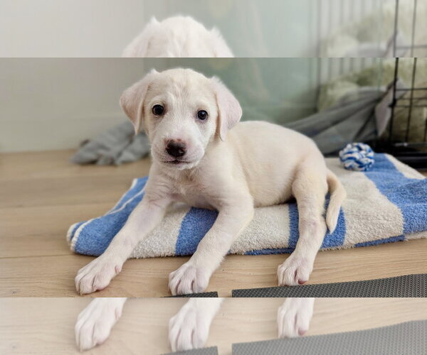Medium Photo #2 Labrador Retriever-Unknown Mix Puppy For Sale in Marina Del Rey, CA, USA