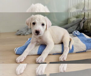 Ducky - Female Labrador Retriever-Unknown Mix Dog for Adoption - Photo #2