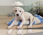 Small #1 Labrador Retriever Mix