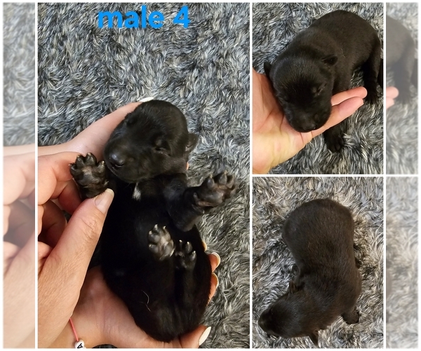 Medium Photo #10 Belgian Malinois Puppy For Sale in HIGHLAND, CA, USA