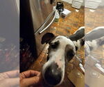 Small #1 Great Dane