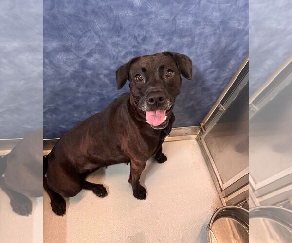 Medium Photo #2 Labrador Retriever-Unknown Mix Puppy For Sale in Rowlett, TX, USA