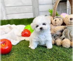 Maltese Puppy for sale in CLERMONT, FL, USA