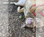 Small #3 Labrador Retriever Mix