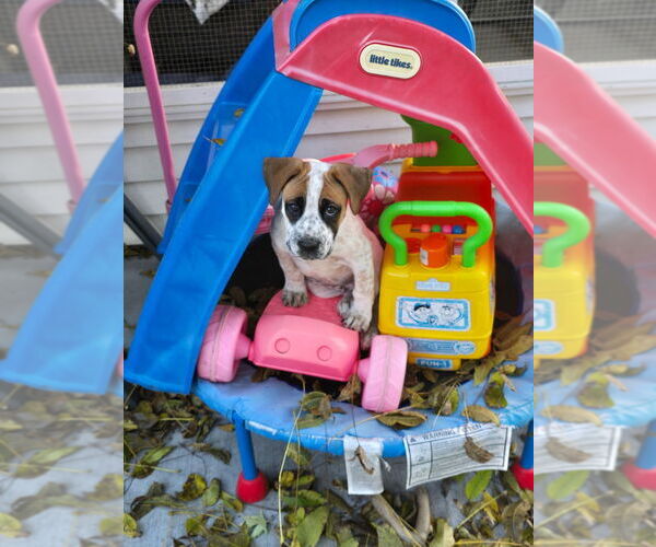 Medium Photo #2 American Pit Bull Terrier-Unknown Mix Puppy For Sale in Minneapolis, MN, USA