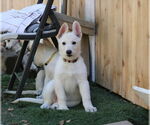 Small #1 German Shepherd Dog