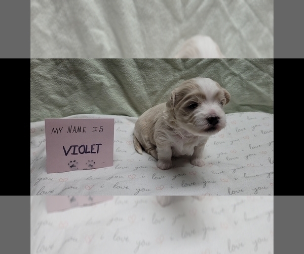 Medium Photo #4 Maltipoo (Miniature) Puppy For Sale in BROOKFIELD, MO, USA