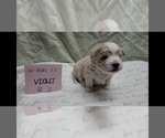 Small #3 Maltipoo (Miniature)
