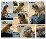 Small Great Pyrenees