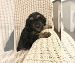 Small Photo #8 Bernedoodle-Miniature Bernedoodle Mix Puppy For Sale in CHESILHURST, NJ, USA