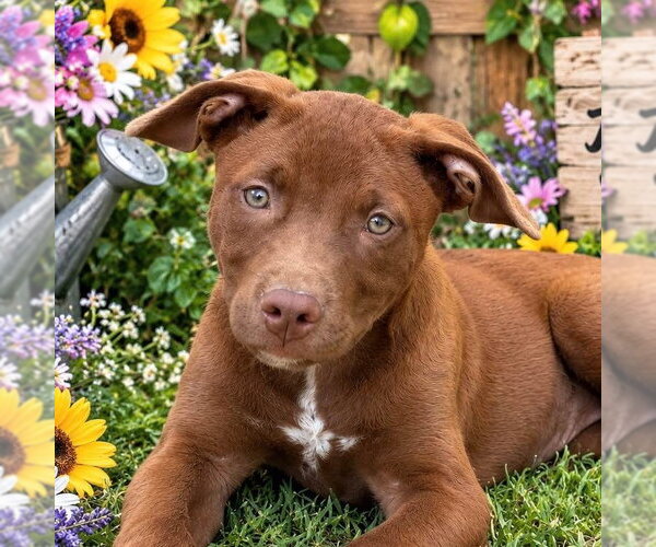 Medium Photo #1 Labrador Retriever Puppy For Sale in Yardley, PA, USA