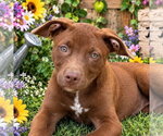 Bart - Male Labrador Retriever Dog for Adoption - Small photo