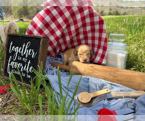 Medium Photo #8 Goldendoodle Puppy For Sale in LEBANON, TN, USA