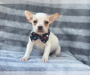 French Bulldog-Jack Russell Terrier Mix Puppy for sale in LAKELAND, FL, USA