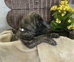 Small Photo #11 Mastiff Puppy For Sale in BRUCETON MILLS, WV, USA