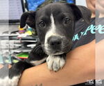 Small #1 Labrador Retriever Mix