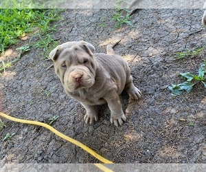 Chinese Shar-Pei Puppy for Sale in TOPEKA, Kansas USA