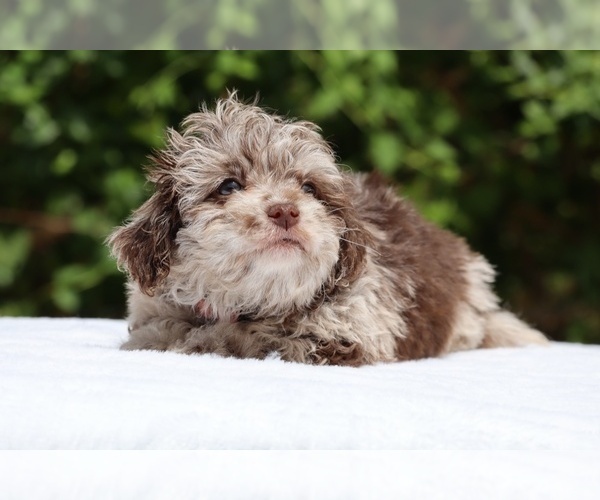 Medium Photo #4 ShihPoo Puppy For Sale in DYERSBURG, TN, USA