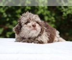 Small #3 ShihPoo
