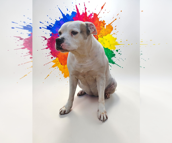 Medium Photo #39 Bullboxer Pit Puppy For Sale in McKinney, TX, USA