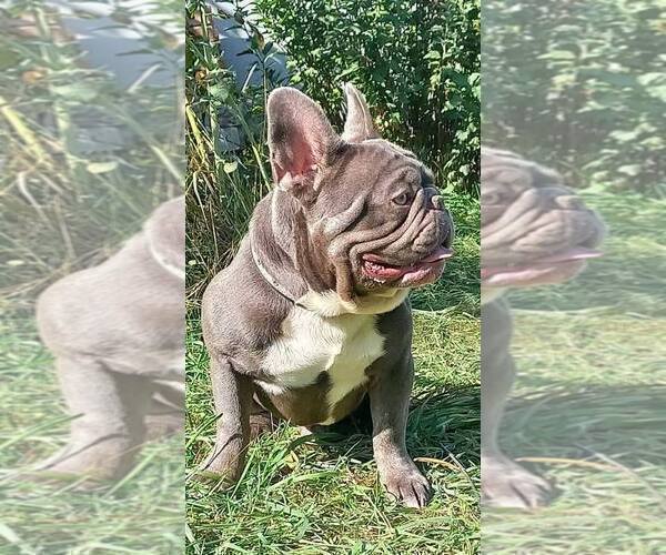 Medium Photo #1 French Bulldog Puppy For Sale in RENTON, WA, USA