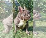 Small Photo #1 French Bulldog Puppy For Sale in RENTON, WA, USA