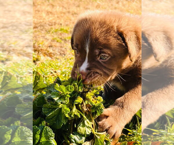 Medium Photo #3 Labrador Retriever-Unknown Mix Puppy For Sale in Claremore, OK, USA