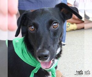 Mutt Dogs for adoption in Washington, DC, USA