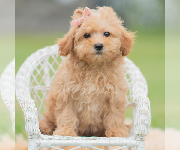 Medium Photo #5 Maltipoo (Miniature) Puppy For Sale in WARSAW, IN, USA