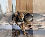 Small #1 Mutt