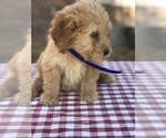 Small Photo #5 Goldendoodle (Miniature) Puppy For Sale in BOWLING GREEN, KY, USA