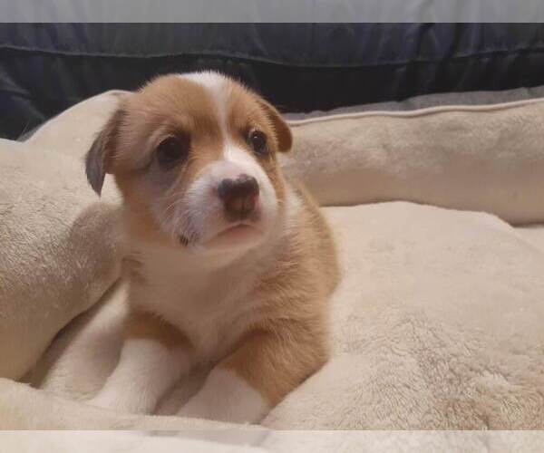 Medium Photo #2 Pembroke Welsh Corgi Puppy For Sale in POST FALLS, ID, USA