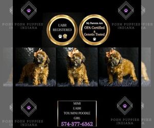 Poodle (Toy) Puppy for sale in WARSAW, IN, USA