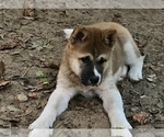 Small Photo #1 Akita Puppy For Sale in SHELBY, NC, USA