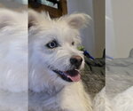Small #1 Mutt