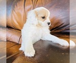 Small Photo #10 Cavapoo Puppy For Sale in FRESNO, OH, USA