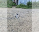 Small #6 Border Collie