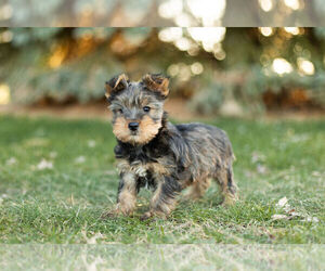 Medium Yorkshire Terrier