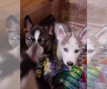Small Photo #6 Siberian Husky Puppy For Sale in BELOIT, WI, USA