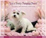 Izzy - Female Maltipoo (Miniature) Puppy for Sale - Small photo