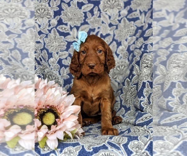 Full screen Photo #2 Irish Setter Puppy For Sale in QUARRYVILLE, PA, USA