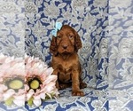 Small Photo #2 Irish Setter Puppy For Sale in QUARRYVILLE, PA, USA