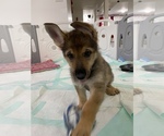 Small Photo #3 German Shepherd Dog Puppy For Sale in SKOKIE, IL, USA