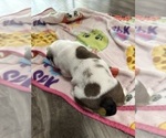 Small Photo #7 English Bulldog Puppy For Sale in SPRING HILL, FL, USA