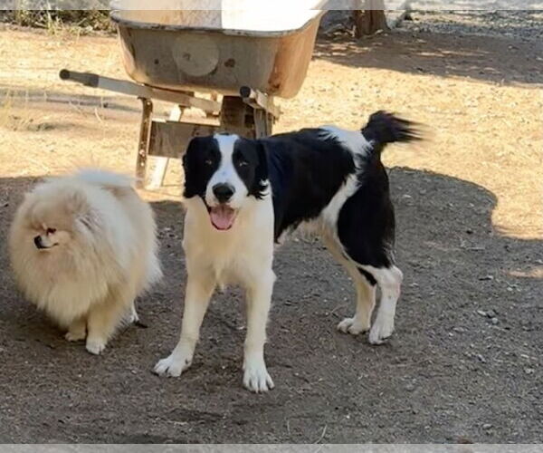 Medium Photo #3 Australian Shepherd-Unknown Mix Puppy For Sale in Lake Elsinore, CA, USA