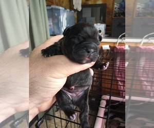 French Bulldog Puppy for sale in SOUTH WHITLEY, IN, USA