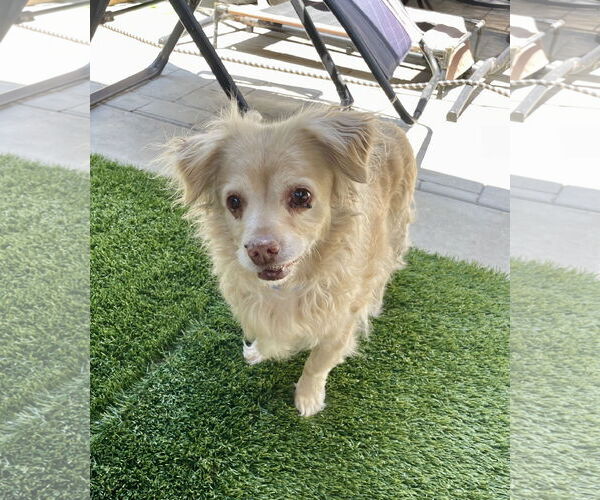 Medium Photo #2 Cocker Spaniel-Spaniel Mix Puppy For Sale in Mission Viejo, CA, USA