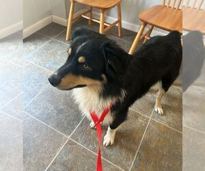 Australian Shepherd Dogs for adoption in Monticello, MS, USA