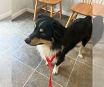 Small Australian Shepherd